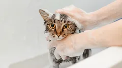 Wie man eine Katze ohne Kratzer und Tränen wäscht: Eine Methode, die funktioniert