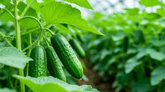 Eis neben den Gurkentopf? So härtest du Gurken-Setzlinge sicher fürs Auspflanzen ab